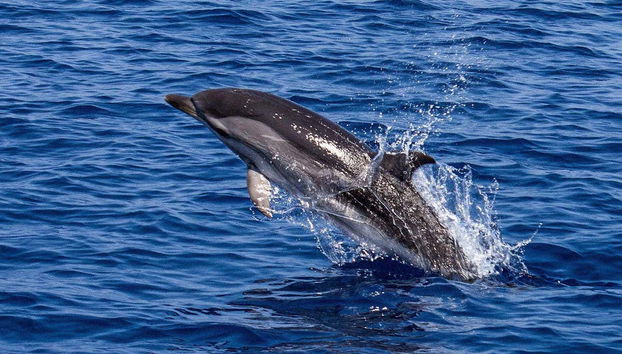 Delfines nadando junto al barco