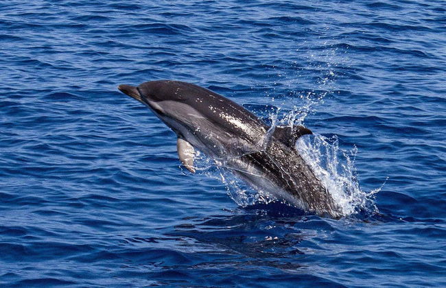 Musandam Fjords Cruise - Photo 4