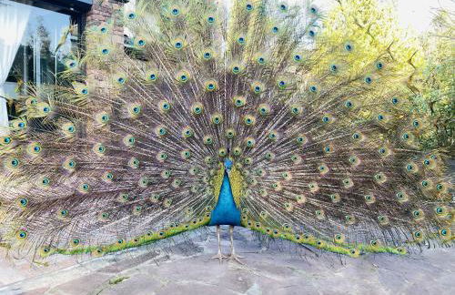 Le Patio Bleu - Foto 25