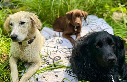 Catskills Aframe, Water View, Goat Sanctuary - Foto 38