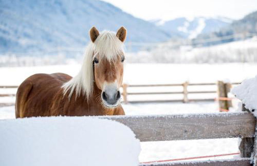 Pichlerhof - Foto 23