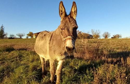Gîte La Mosaïque - Foto 9