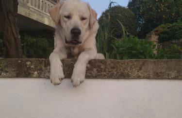 Casa Sardão - Foto 31