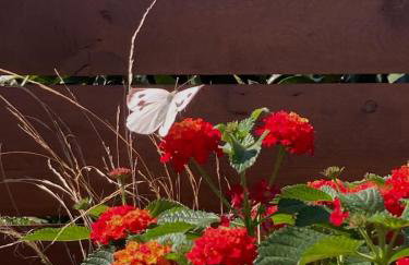 Orange Garden Villa, Sparta - Foto 39