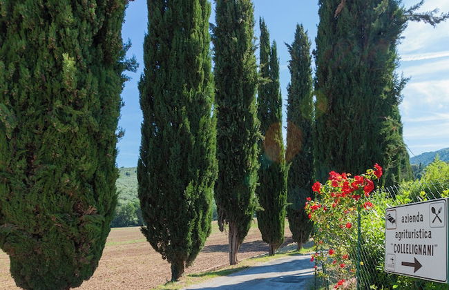 Agriturismo Collelignani - Foto 38