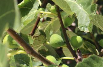 Fig Tree - Photo 64
