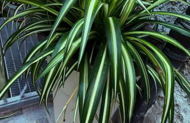 La Maison di Sara - Foto 7