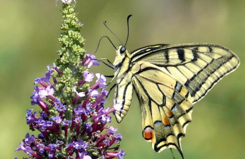 Gites Castel de Cantobre - L'Egyptien - Photo 22