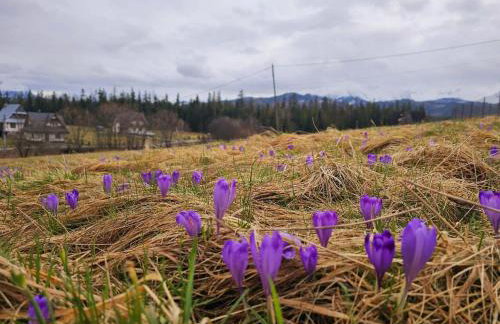 Góralski Domek Łopatówka z kominkiem i Banią - Jacuzzi! - Foto 17