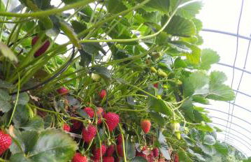 Agriturismo Tenuta Valletti. - Foto 68