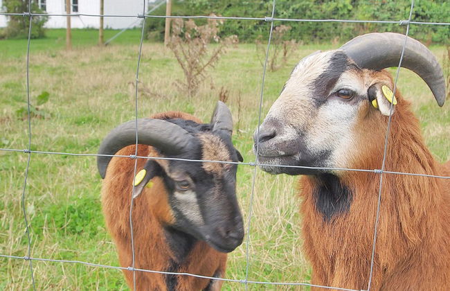 "Iorund" - 550m from the sea - Foto 12