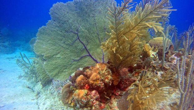 Admirando a vegetação marinha da baía dos Porcos