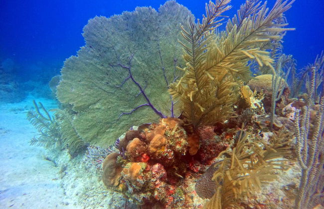 Buceo en la bahía de Cochinos - Foto 2