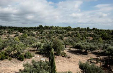 Finca Jabali - Foto 44