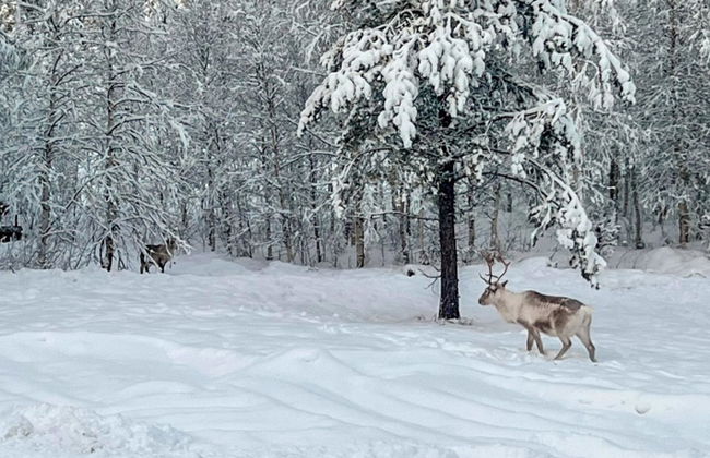 Vaaranpää - Photo 27