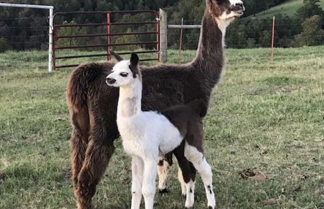 Llama House - Foto 1