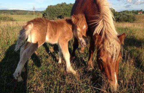 Uroczysko Deresze - Foto 78