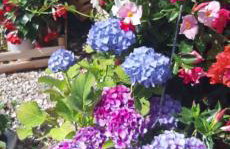 Summer House Bougainvillea by Dubrovnik Colors - Foto 50