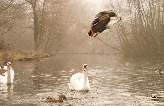 Gentofte Cozy Private Apartment - Foto 12