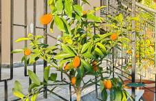 Allin home - Foto 53