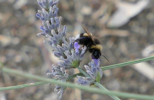 Agriturismo Uliveto Gretacci - Foto 21