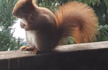 Ferienwohnung Haus am Wald - Foto 54