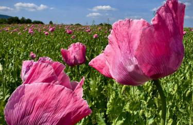Ferienwohnung Haus am Wald - Foto 34
