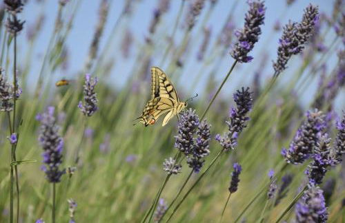 Valle del Lupo - Foto 35