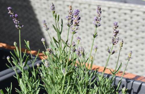 Ferienwohnung Osteland - Foto 21