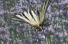 Apartment Lavanda garden - Foto 4