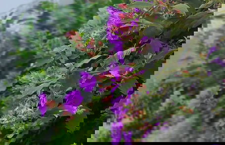 Zero Points TheLaure cottage Shreeantu - Photo 22