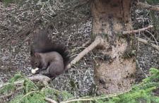 Appartamento Pian dei Mughi Marilleva 1400 - Foto 26