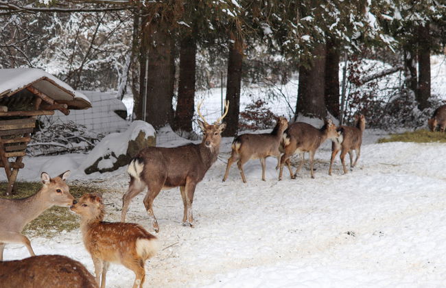 Chalet Sven - Foto 43