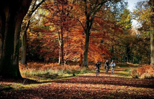 Luxury New Forest Barn, ideal for couples - Photo 46