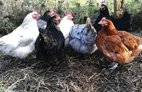 The Cwtsh at Ffynnon Clun: unique. - Photo 24