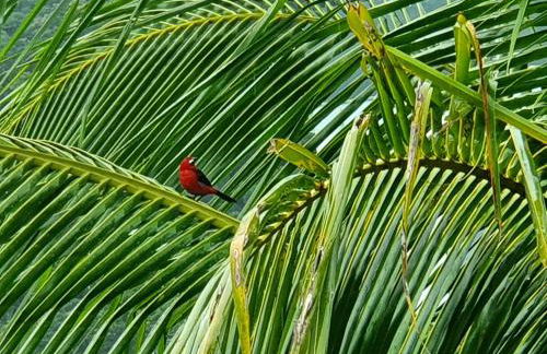 Green Toque-Toque - Foto 20