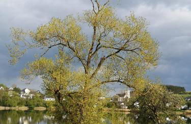 Ferienwohnung Maar-Idyll - Foto 30