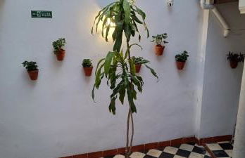 La Alboreá - Foto 49