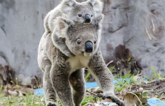 Flynns Beach Caravan Park - Foto 53