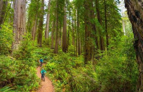Surfside Beach House near Ancient Redwoods - Foto 41
