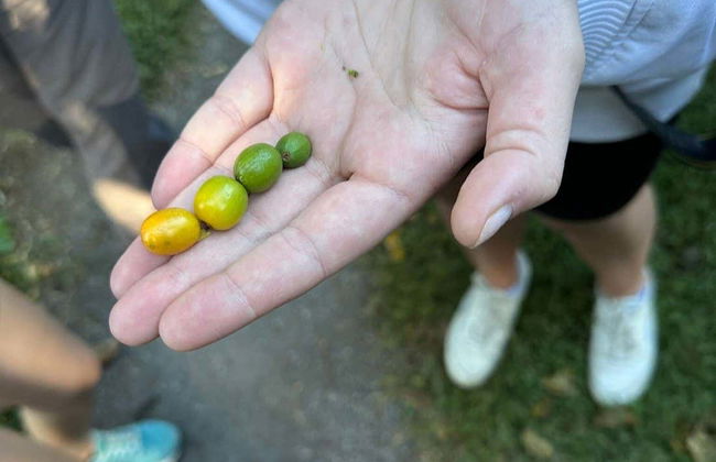 Boquete Coffee Tour - Photo 6