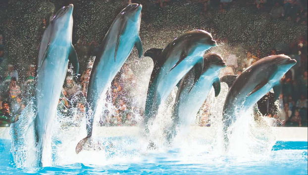 Enjoying the show at the Dubai Dolphinarium