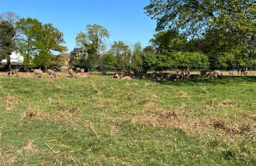 Escape by The River & Bushy Park - Foto 23