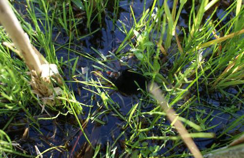 Watercress Barns - Photo 52