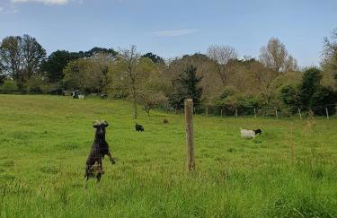 -BAYA- Authentique & familiale a l Anse de Rospico - Photo 20