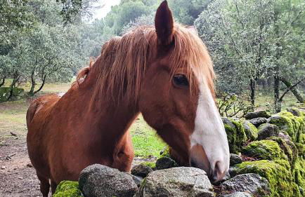 El Retiro de la Adrada AVILA - Foto 19