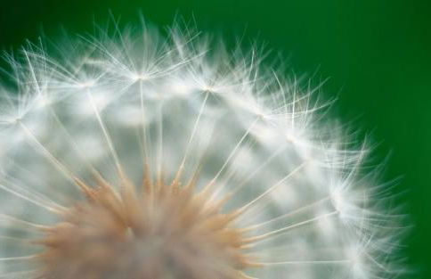 Ferienwohnung Pusteblume - Foto 32