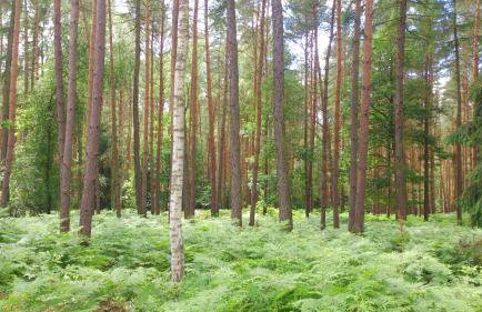 Dworek Świdwie, Górny Apartament & Harcówka - Foto 43