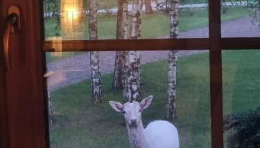 Zacisze Jurajskie - Foto 5