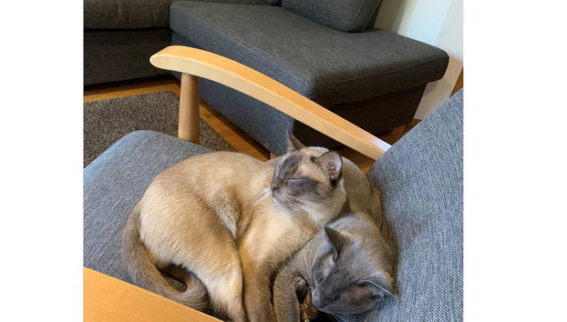 Alppitähti - Foto 3, Inside other